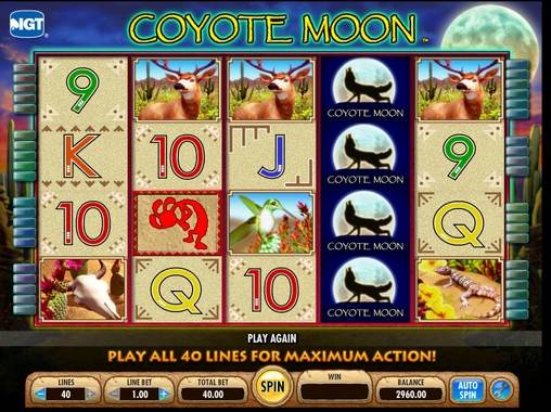 Coyote Moon