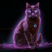 Halloween Wins 2: Кот