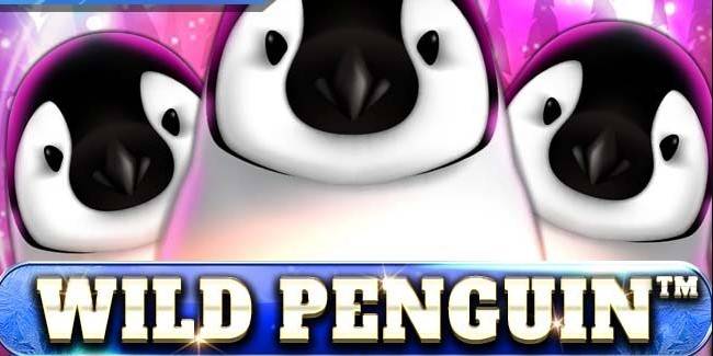 Wild Penguin